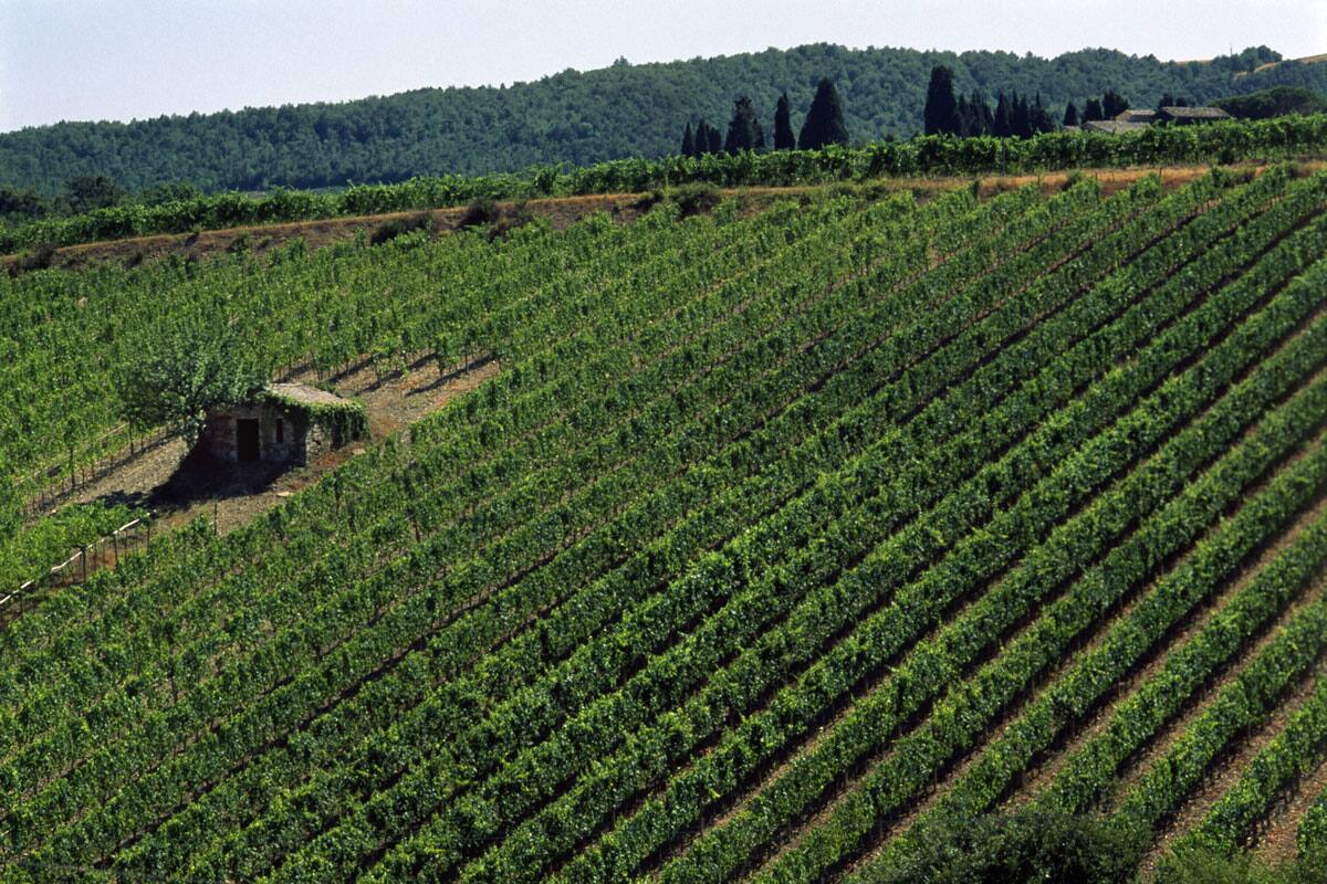 lungarnoCollection_experiences_wineRoutes_vineyard