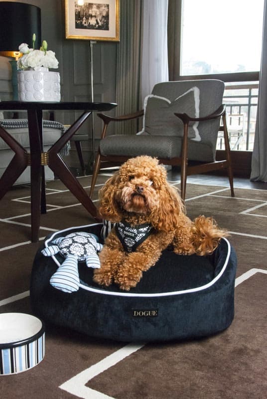 lungarnoCollection_portraitFirenze_livingRoom_dogPhotogallery